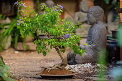 Bonsai