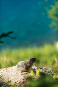 Marmotte