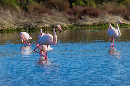 Flamant rose