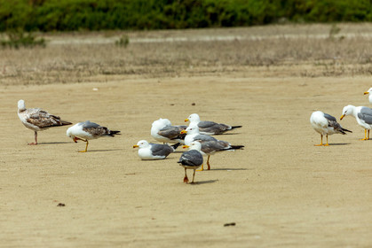 Salins d'Hyères
