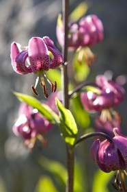 Lis martagon, Lilium martagon