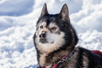 Chiens de traineau
