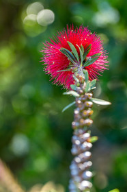 Flore Méditerranéenne
