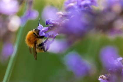 Flore Méditerranéenne