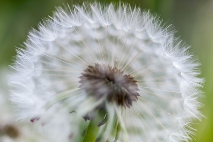 Pissenlit dit Taraxacum