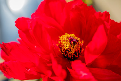 Flore méditerranéenne