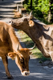 Vaches corses