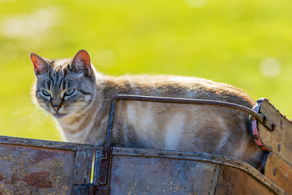 Chat