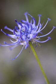 Globulaire, Globularia.