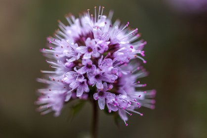 Menthe insulaire