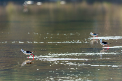 Salins d'Hyères