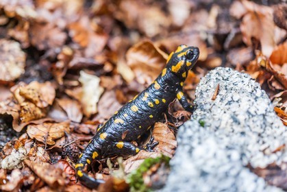 Salamandre de Corse