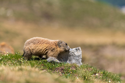 Marmotte