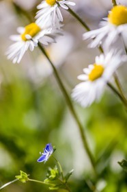 Marguerite, Leucanthemum vulgare