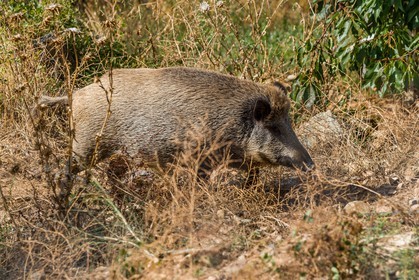 Sanglier