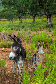 Faune corse