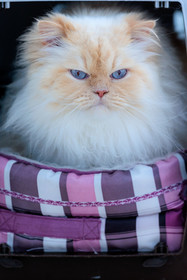 Chat