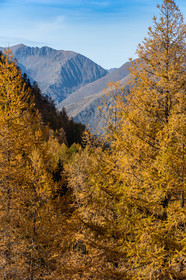 Isola 2000