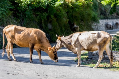 Vaches corses
