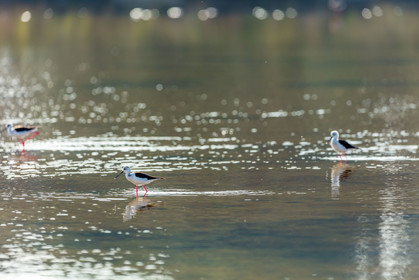Salins d'Hyères