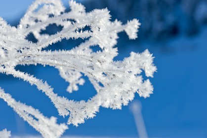 Cristaux de neige