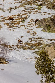 Chamois