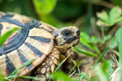 Tortue d'Hermann,Testudo hermanni