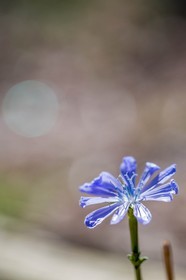 Flore méditerranéenne