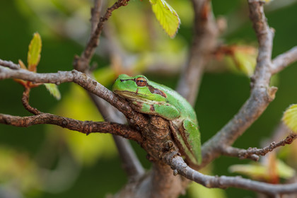 Grenouille