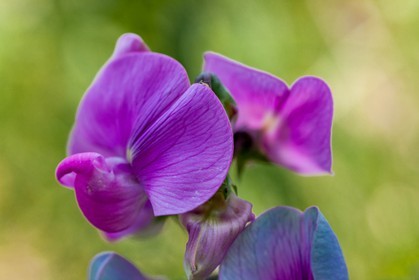 Flore Méditerranéenne