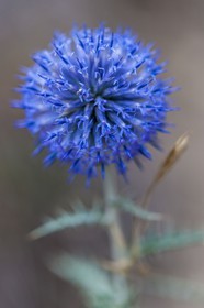 Chardon, Carduus defloratus