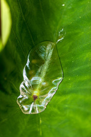 Flore méditerranéenne