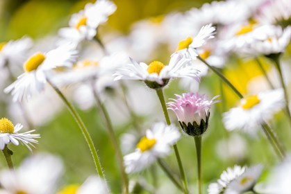 Marguerite, Leucanthemum vulgare