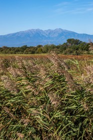 Canet-en-Roussillon