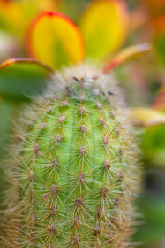 Flore