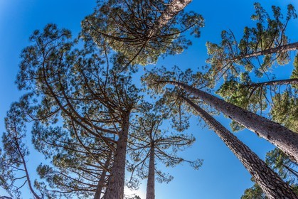 Forêt de l'Ospédale