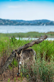 Faune corse