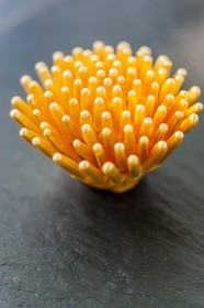 Canobbio