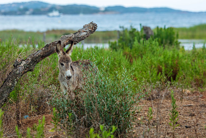 Faune corse