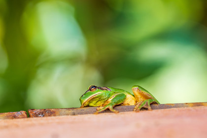 Grenouille