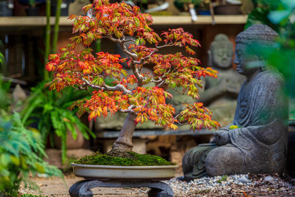 Bonsai