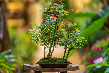 Bonsai Center