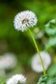 Pissenlit dit Taraxacum