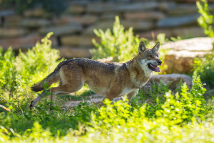 Parc animalier de la Barben