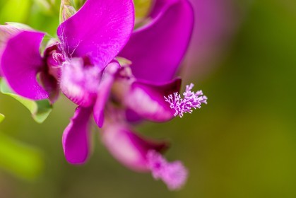 Polygala, polygala vulgaris
