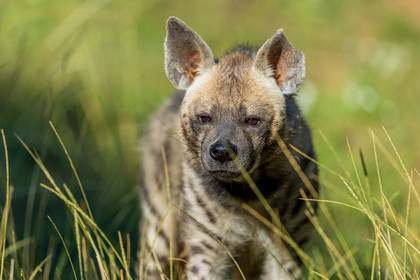 Parc animalier de la Barben