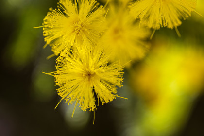 Mimosa