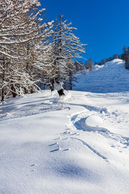 Auron