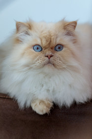 Chat