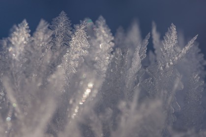 Cristaux de neige